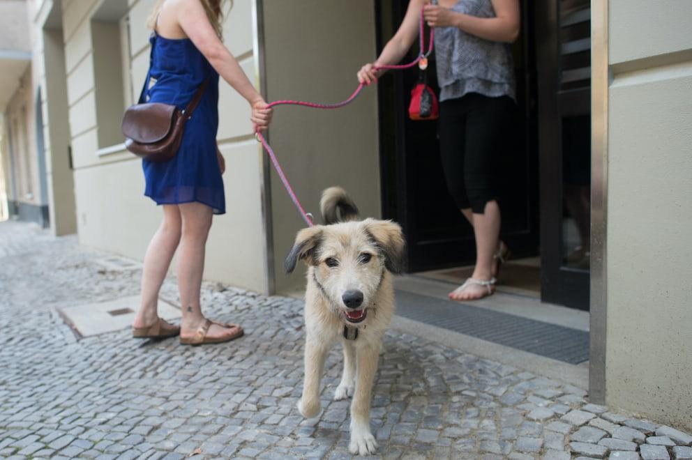 A trusted sitter walking a dog on a leash through the city